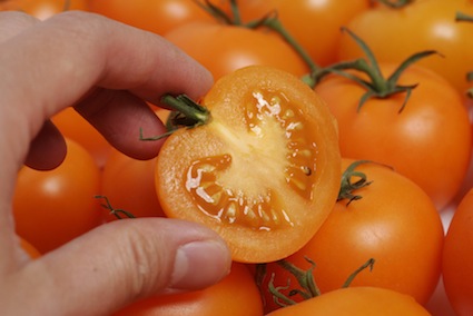 TomatoesA.jpg