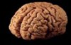 actual brain [100x100].jpg