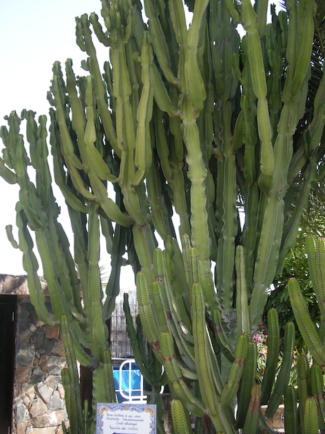 Cactus Grand Res small.jpg